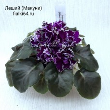 Леший (Макуни)